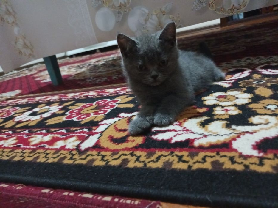 Skotish strayt mushuk sotiladi