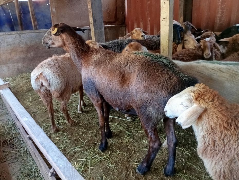 Семиз кой сатылады