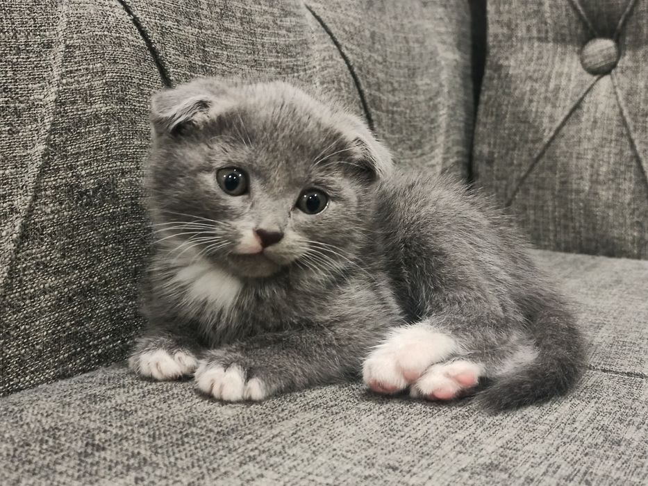 Шотландские вислоухие