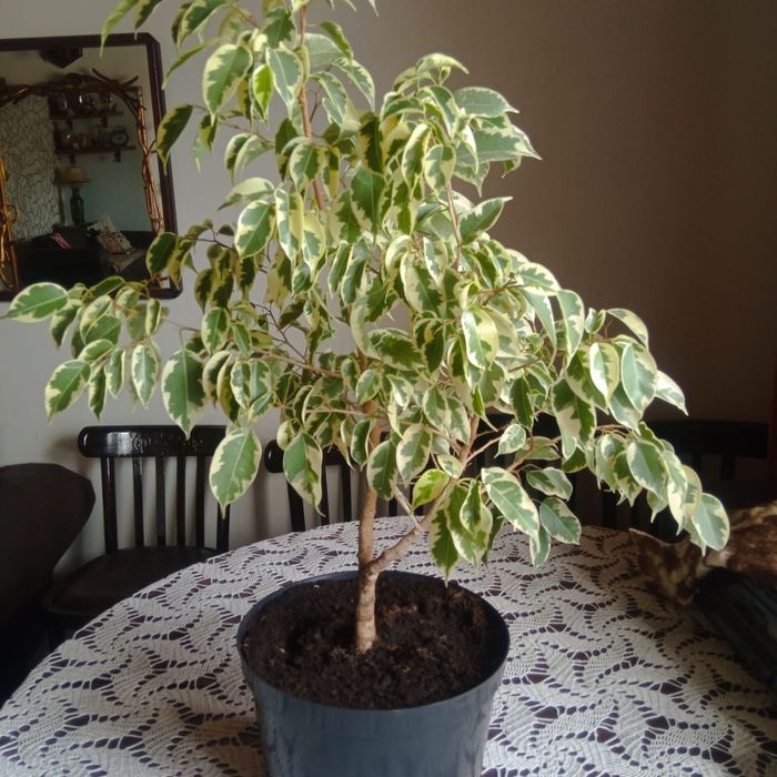 Продам фикс Бенджамина пестролистные