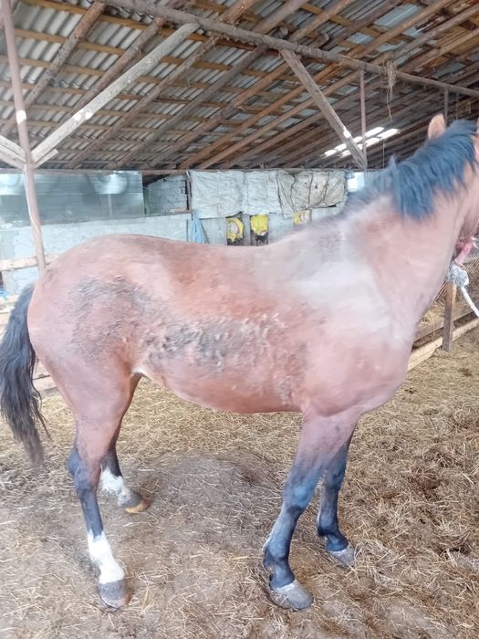 Vand carlana de 3 ani