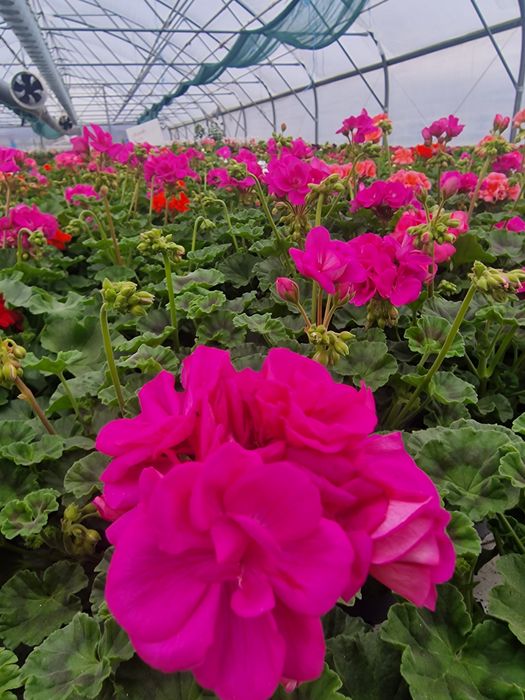 Flori de gradina si muscate