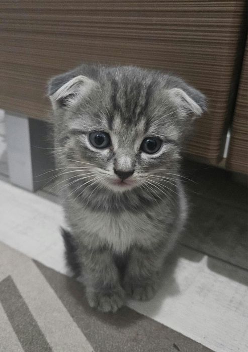 Отдам котят в добрые руки