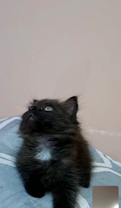 Котенок предлагаю