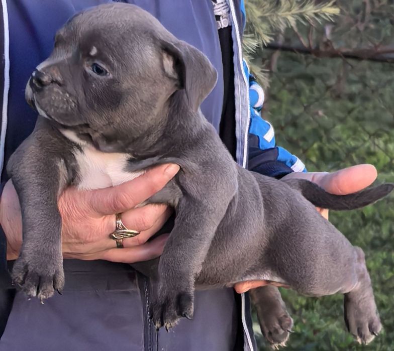American Bully Pocket / Американско Були Покет