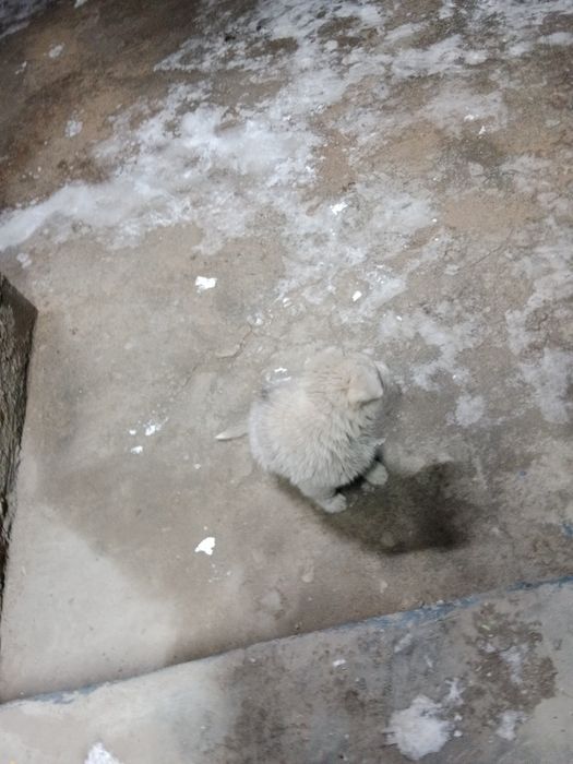 Продается щенок самоед девочка