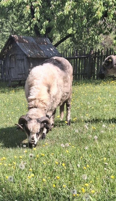 Berbec de vînzare