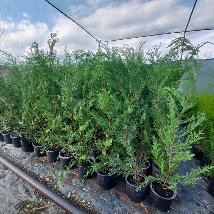 Leylandii pentru gard viu