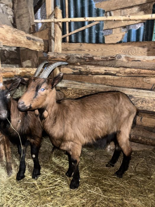 Vand țap si iadă alpin fracez