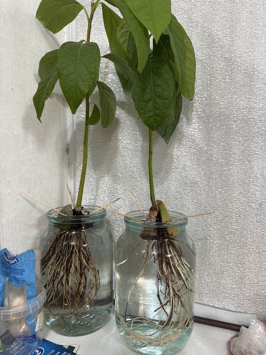 Авокадо авокадо 2 штук