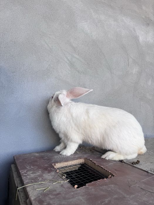 Чистокровный великан