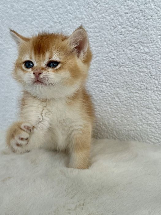 Fetita british shorthair chinchilla golden superba! Pedigree