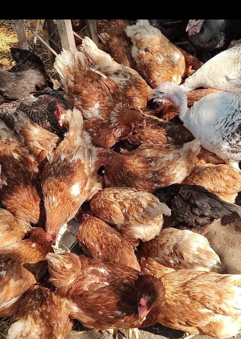 Vând Gaini Rosi outoare