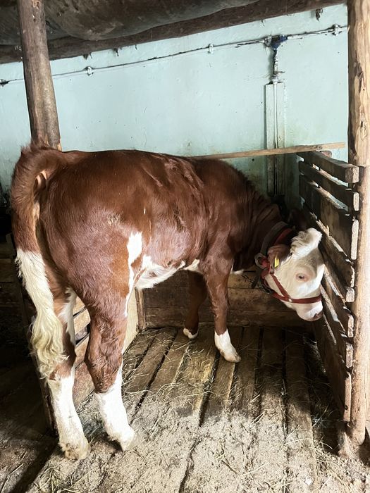 Vaca de vanzare+fica ei
