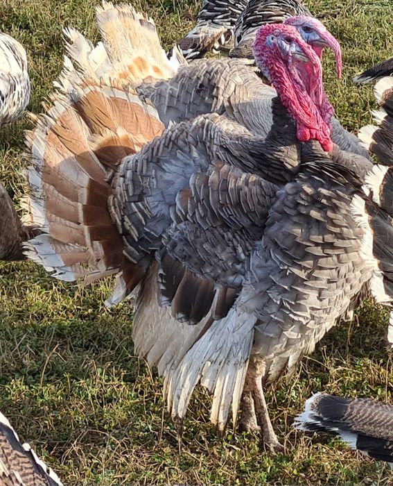 Curci albastre lilac