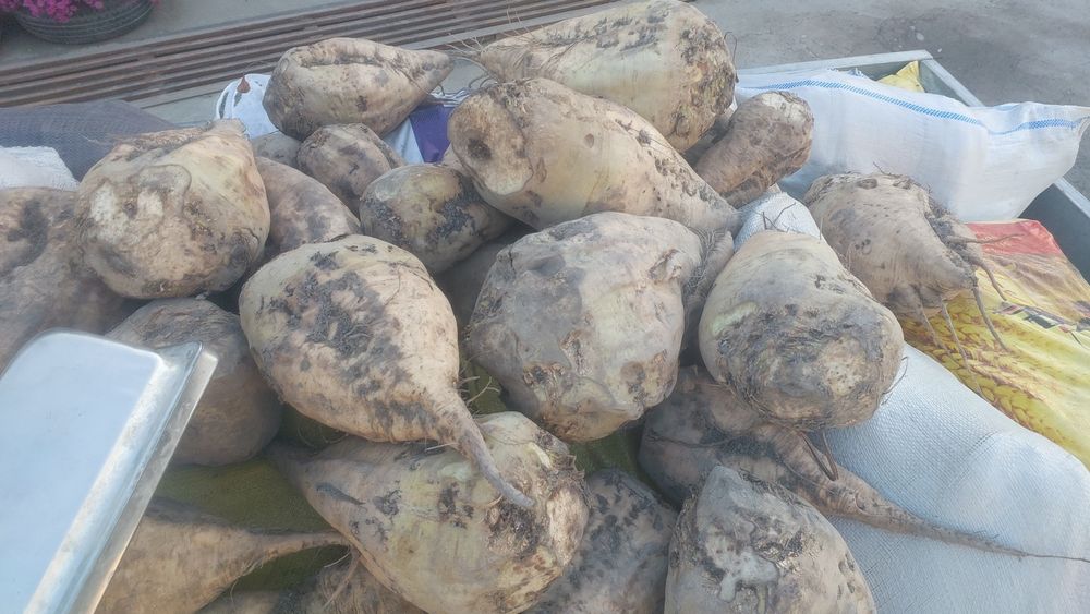 Qand lavlagi mol quy va yeyish uchun shakar lavlagi