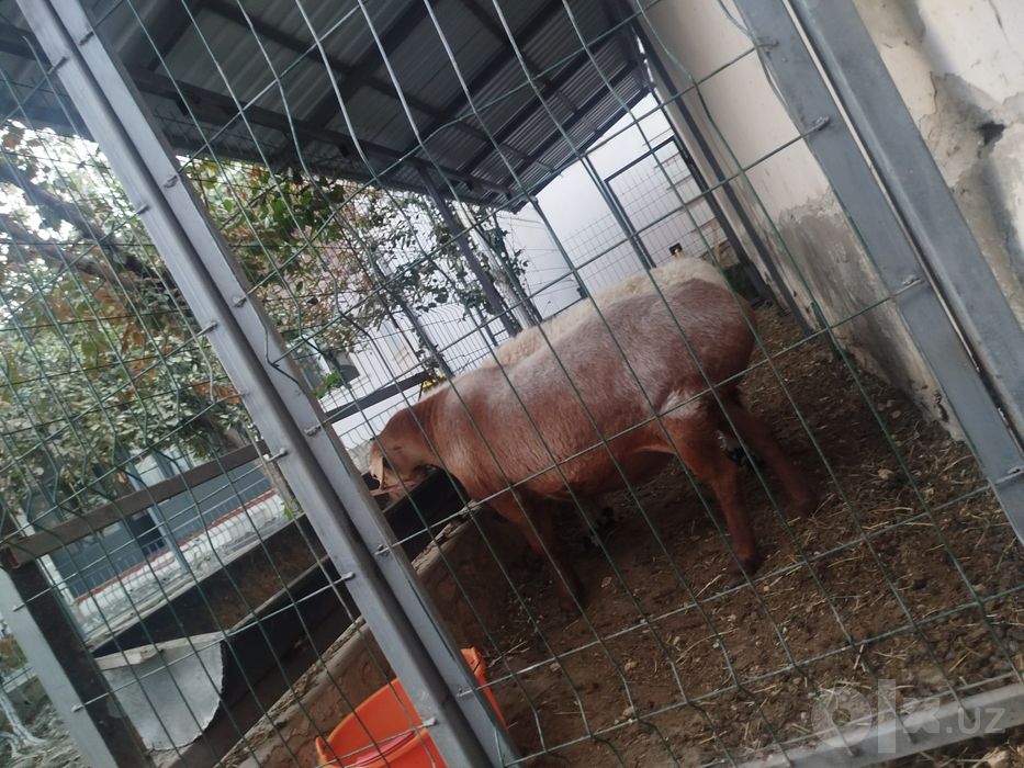 Bugoz quylar sotiladi