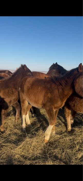 Продам жабагы (жеребчики)