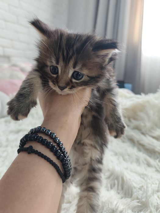 Котята породы Мейн кун