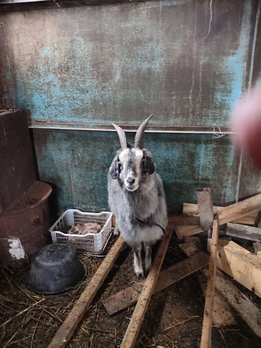 Продам срочно козу