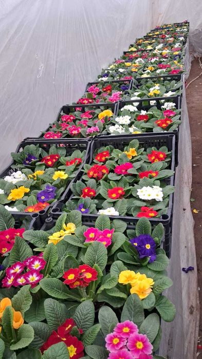 Flori - Primule - Toate culorile