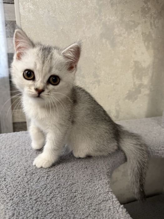 Котята серебристой шиншиллы скотиш страйт