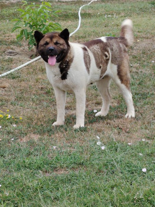 Akita American cu pedigree