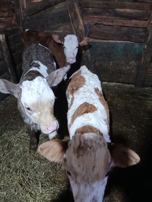 Vând 3 taurasi baltați