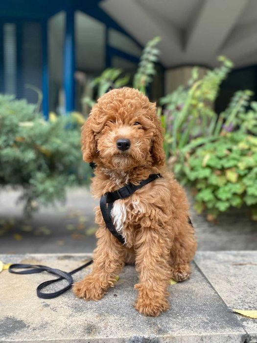 Кавапу -  пудели