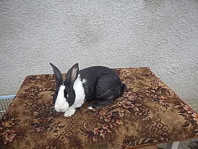 Vand iepuri Hycole francez - Masculi si femele