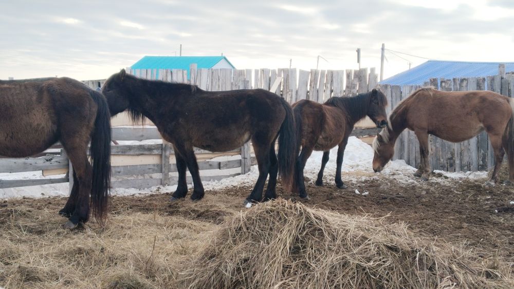 Лошади байтал бие