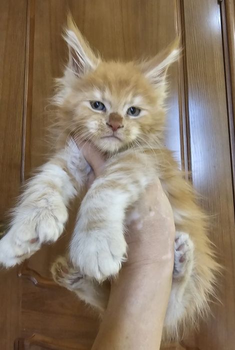 Профессиональный Питомник Мейн-кун/ Есть Рассрочка