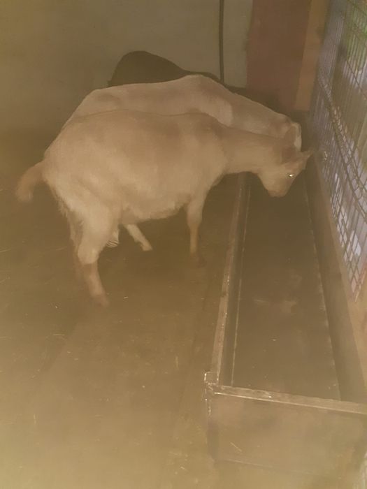 Vand 2 iede din mame bune