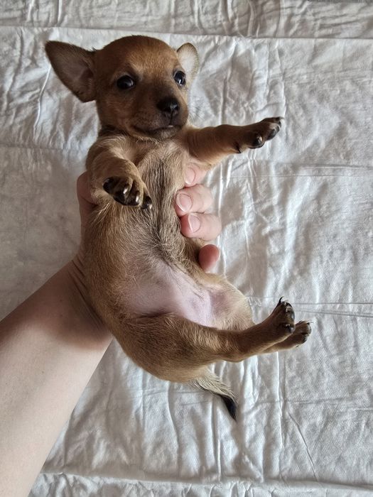 Продаются щенки той терьера