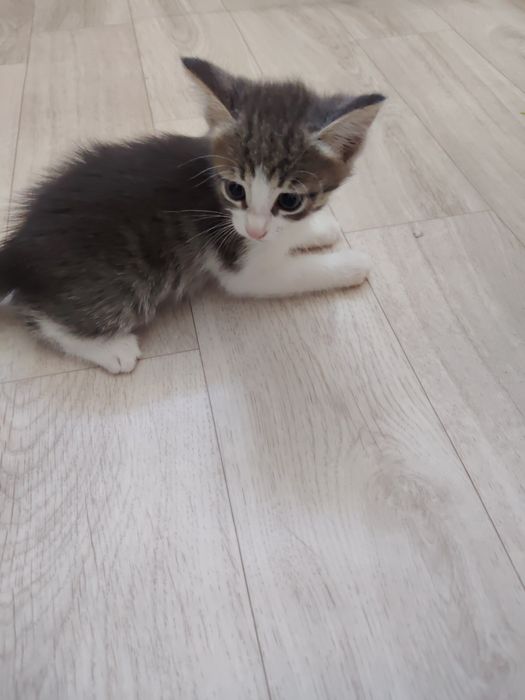 Отдам кошечку в добрые руки.