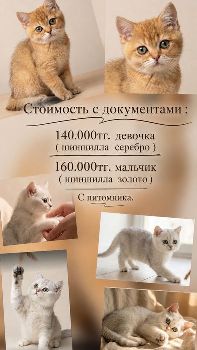Котята с питомника.