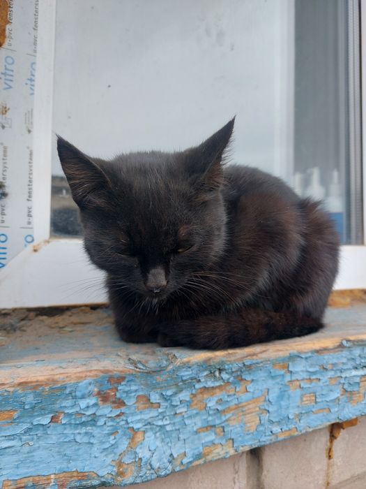 Отдам даром котят