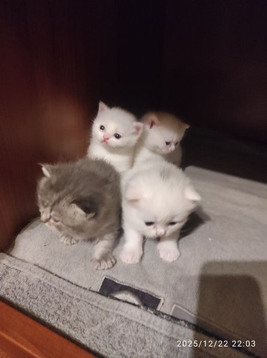 Котята Шотландские