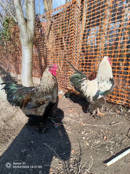 Cocosi diferite rase si dimensiuni