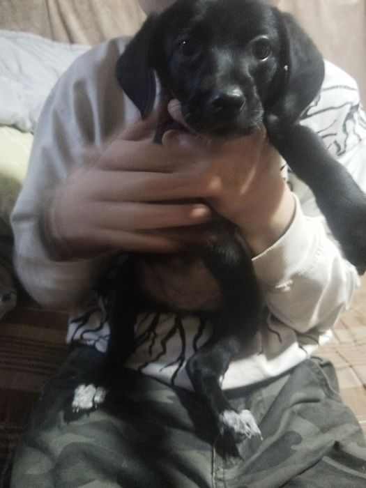 Щенки бесплатно помесь