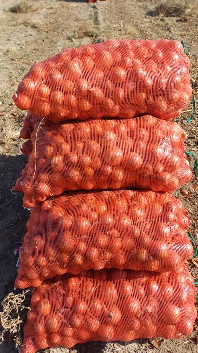 Лук репчатый сетка