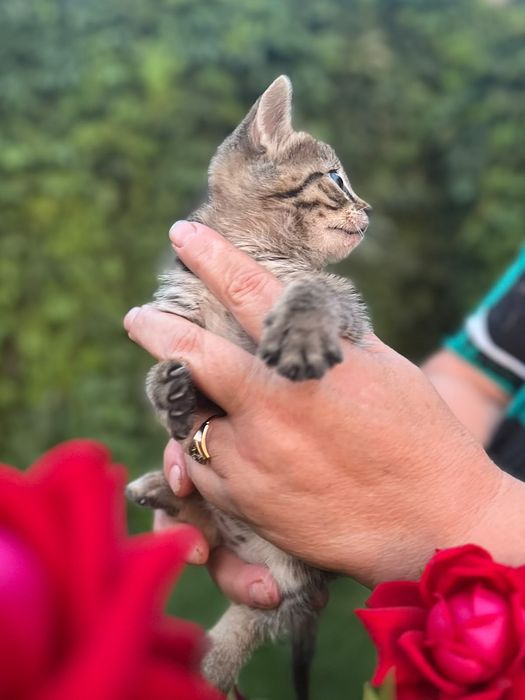 Котёнок в хорошие руки