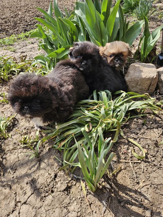 Малки сладки пекинези