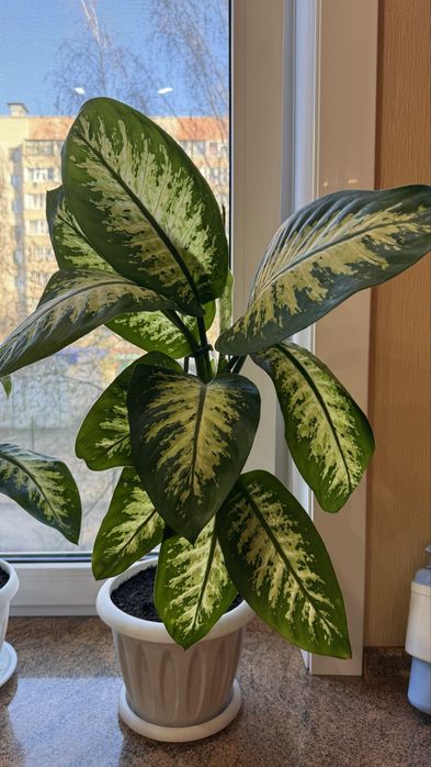 продам домашние цветы