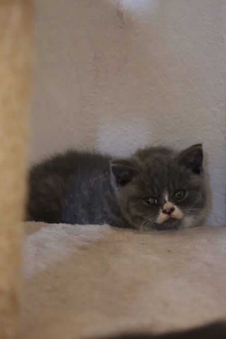 Brits korthaar katten