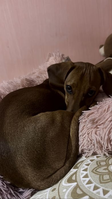 Дакелче Кай търси любящ дом