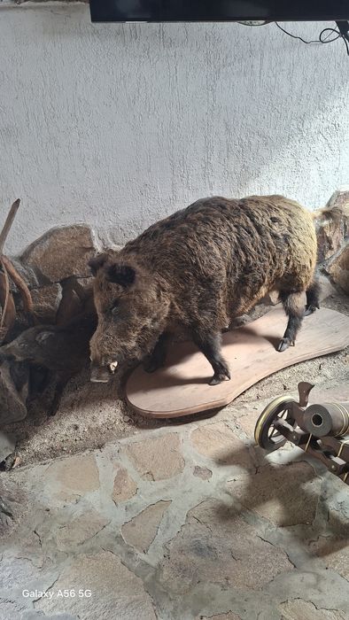 Дива свиня и малко прасе