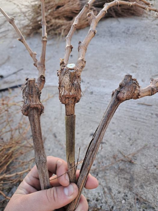 Butași viță de vie anul 2 și anul 3