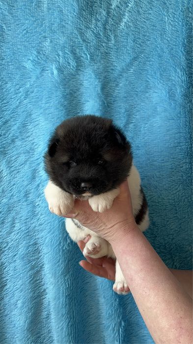 Щенки Американской акиты