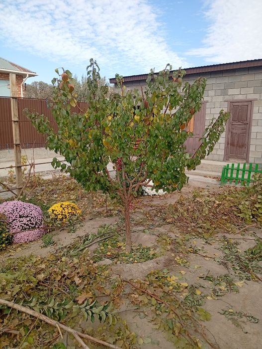 Обрезка плодовых деревьев